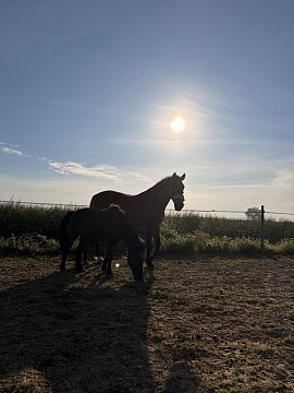 Cheval poney pension