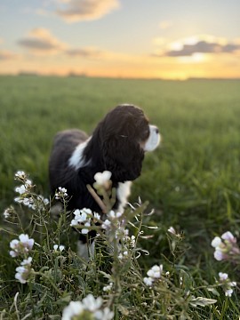 Chiens chiot