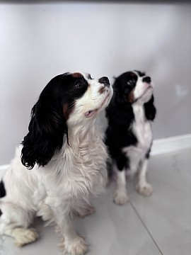 Chiens chien cavaliers King Charles