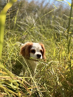 Chien