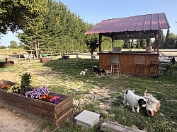 Chiens chats