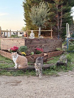 Chats