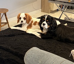 Chiennes cavalier King Charles