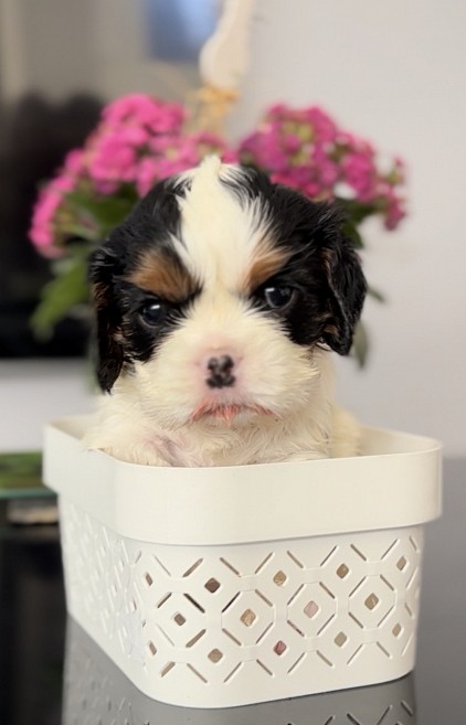 Chiot cavalier King Charles