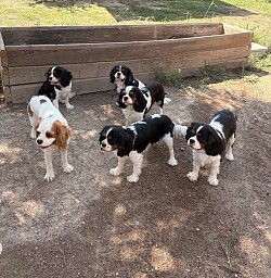 Chien cavalier King Charles