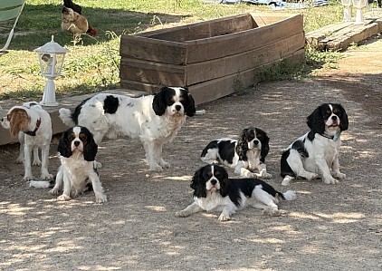 Chiens cavalier King Charles chiot