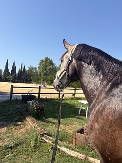 Cheval écuries