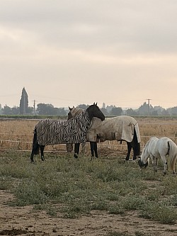 Cheval poney