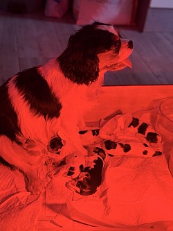 Chiot cavalier King Charles