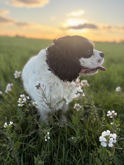 Étalon cavalier King Charles