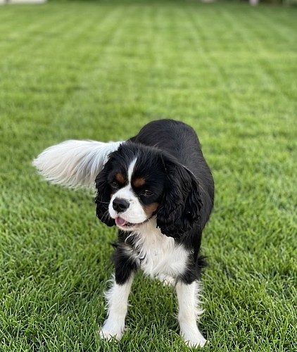Chienne cavalier King Charles