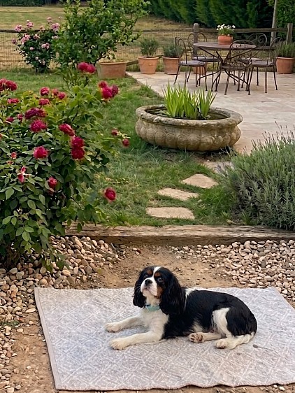 Femelle cavalier King Charles