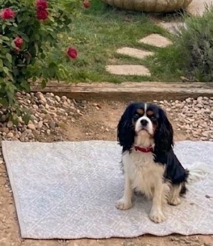 Femelle cavalier King Charles