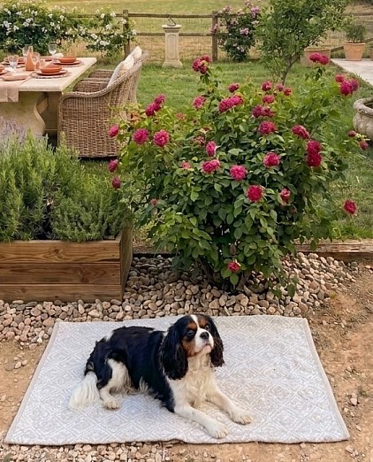 Chienne cavalier King Charles