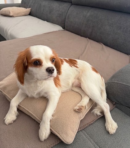 Chienne cavalier King Charles
