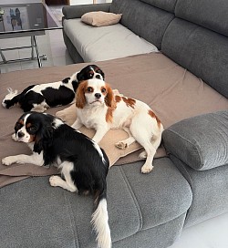 Bien installée sur le canapé ( Alia, Tania et Ava )