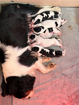 Chiot cavalier King Charles