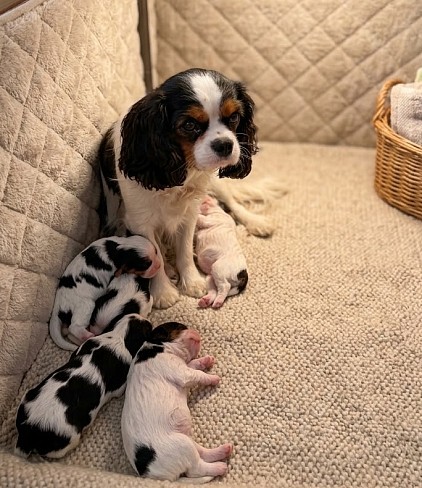 Uricane de Paline chienne cavalier King Charles