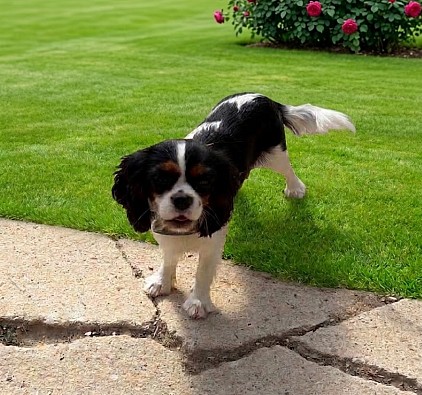 Chienne cavalier King Charles