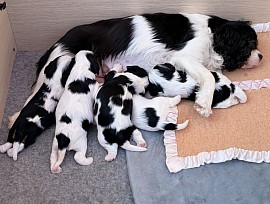 Chiot cavalier King Charles
