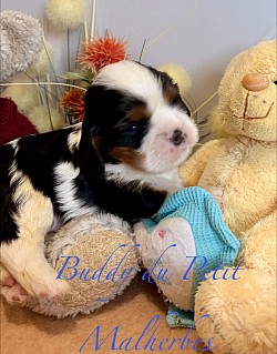 Buddy