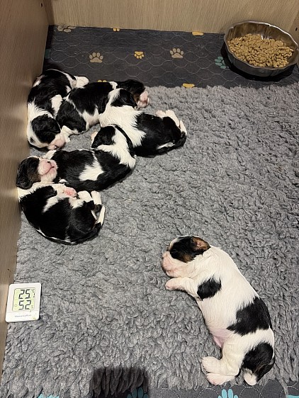 Voici Balthazar, Byron, Basil, Bakara, Boréal et Barney